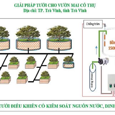 Tưới vườn mai cổ thụ với béc 0,5K